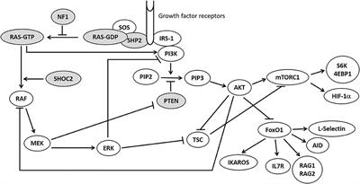 Clinical and Cytometric Study of Immune Involvement in a Heterogeneous Cohort of Subjects With RASopathies and mTORopathies